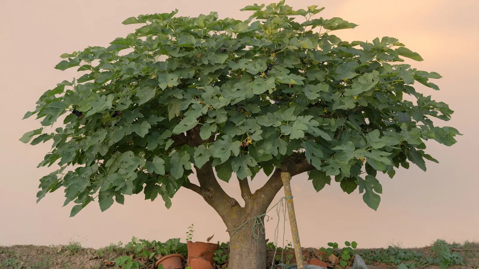 A mature mulberry tree with a broad canopy of large, lobed green leaves against a clear sky.