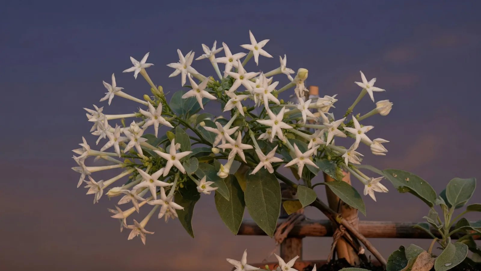 A cluster of pristine white night-blooming jasmine flowers opening against a dark twilight background.