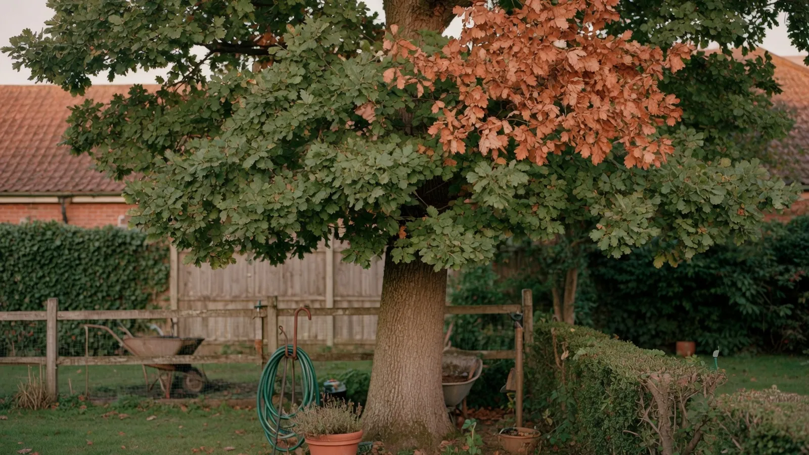 A mature oak tree displaying a mix of healthy green and browning leaves in a garden setting.