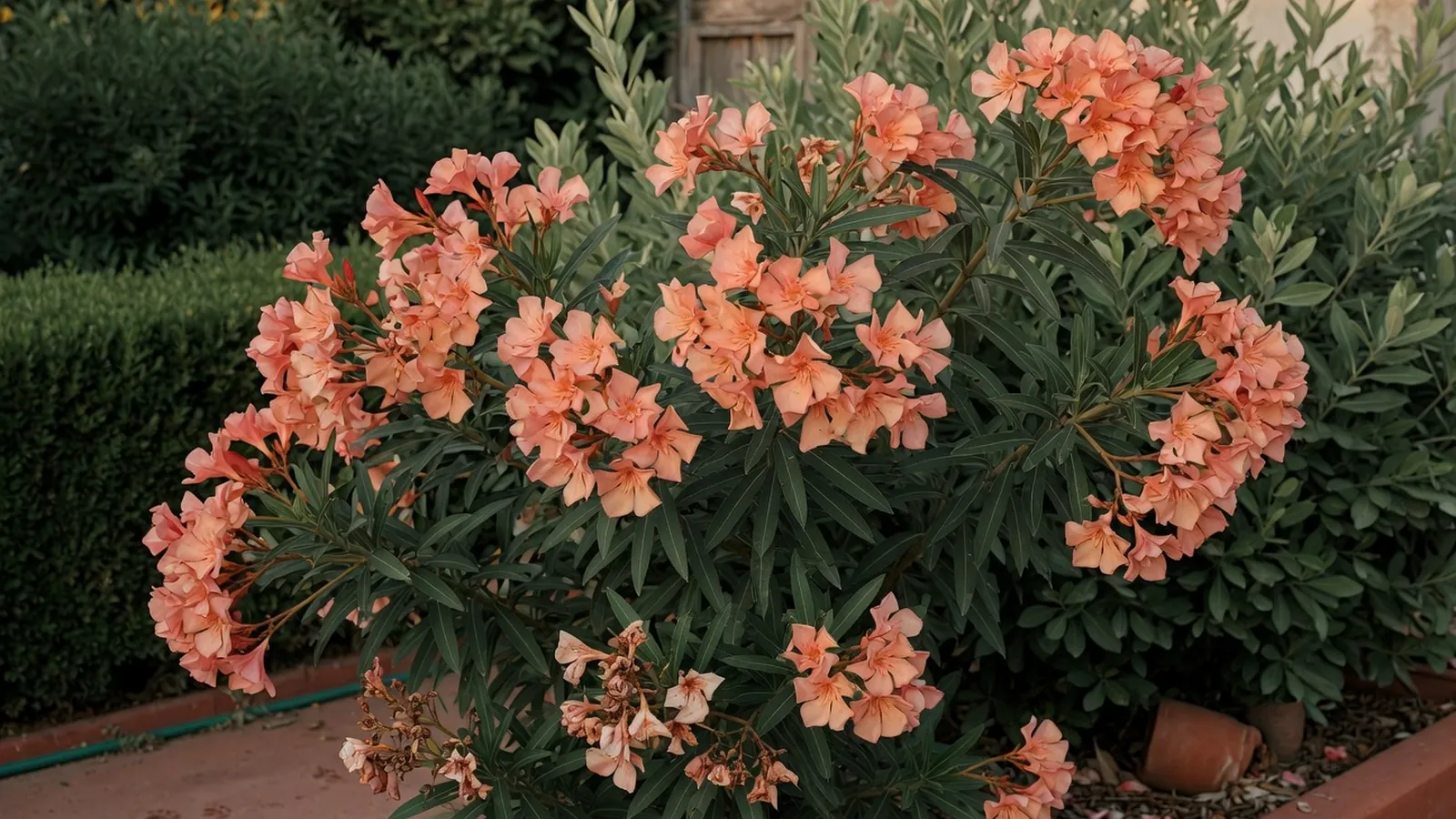 A mature oleander shrub displaying dense clusters of colorful blooms against a backdrop of dark green foliage.