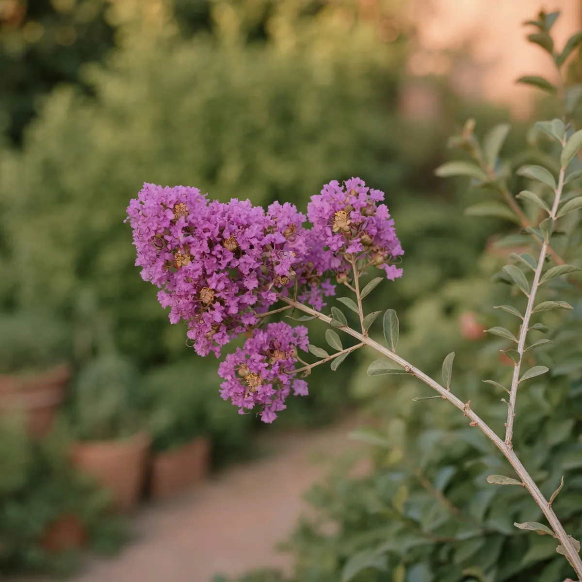 A cluster of vibrant purple crape myrtle flowers on a slender branch.