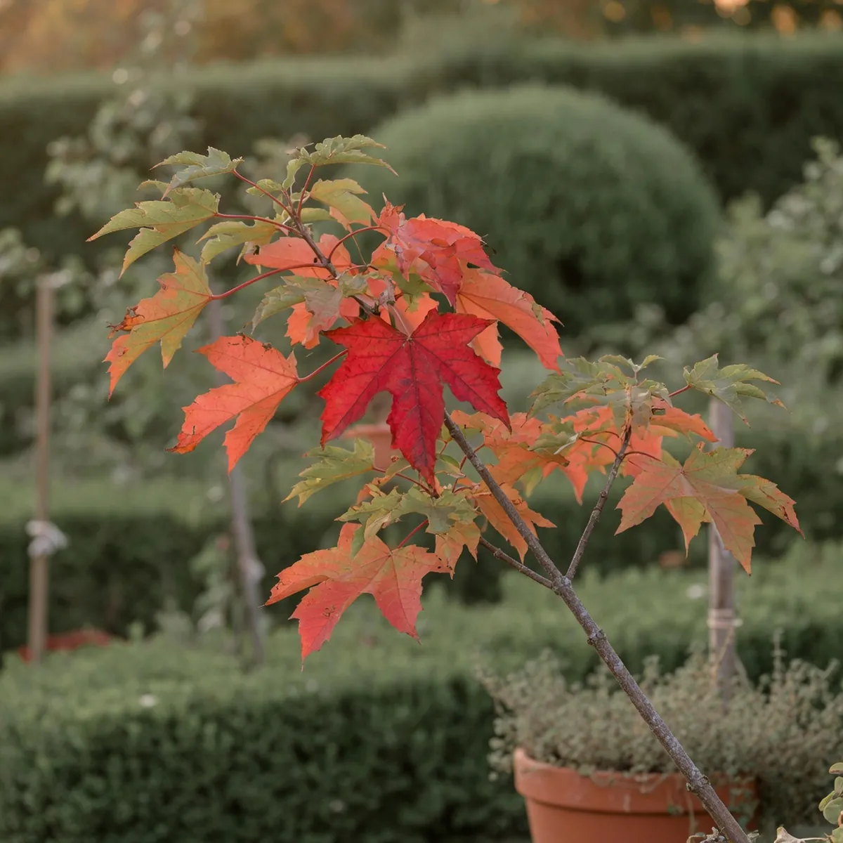 A maple branch displaying distinctly lobed leaves transitioning to autumn red and orange hues.
