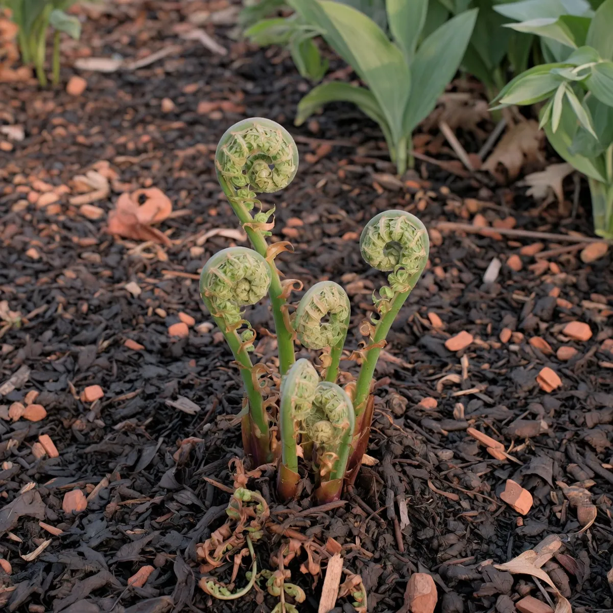 Young coiled fiddlehead fronds emerging from dark mulch in a shaded garden bed.