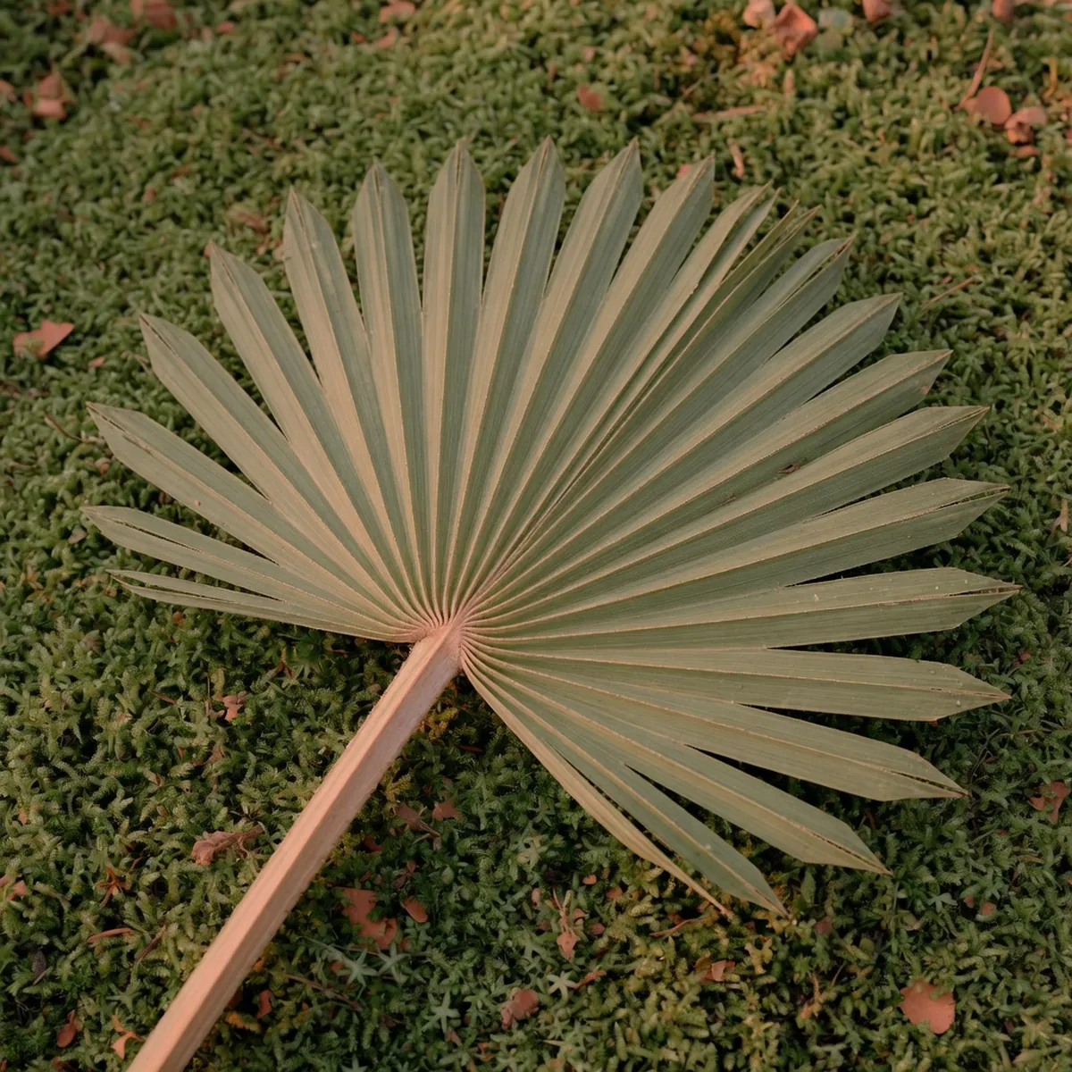 A close-up view of a fan-shaped palm leaf with distinct segments radiating from a central stem.