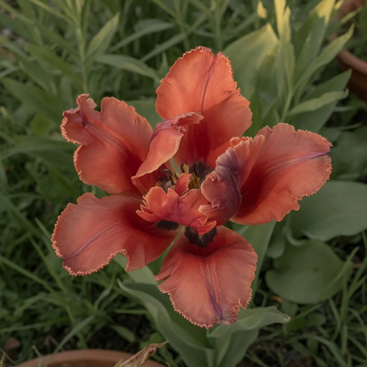 A close-up of a parrot tulip bloom showing its thick, wavy petals with serrated edges.