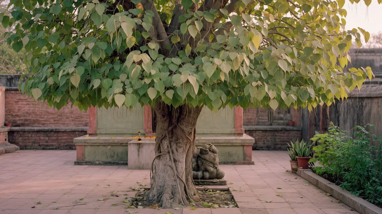 A mature Pipal tree with a broad canopy and distinctive heart-shaped leaves standing in a quiet courtyard.