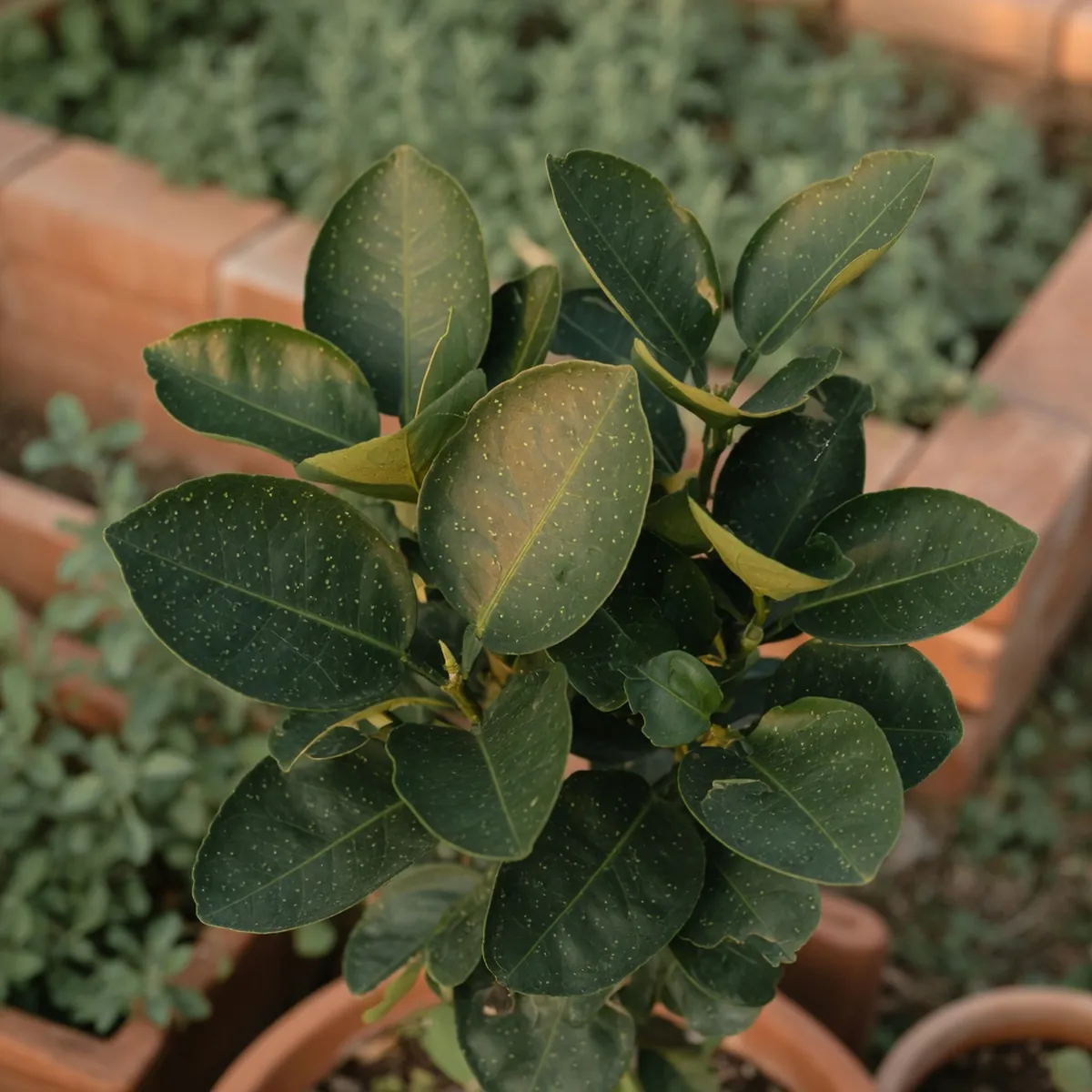 Close-up of dark green pomelo leaves showing small oil glands that give the foliage a glossy sheen.