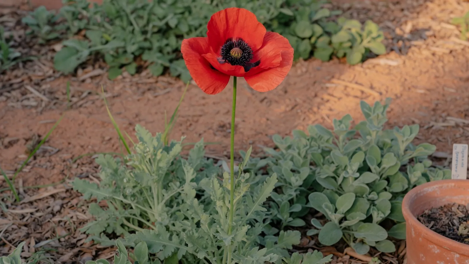A delicate red poppy flower blooming in a garden bed with soft green leaves.