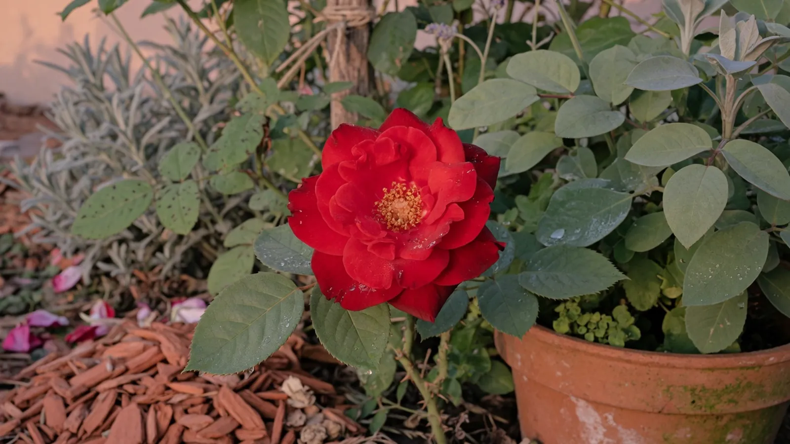 A single vibrant red rose in full bloom surrounded by green foliage in a garden.