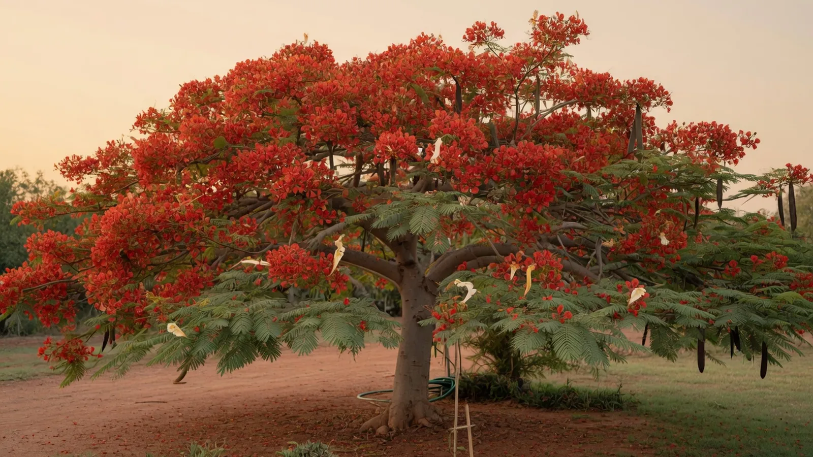A mature Royal Poinciana tree displaying its characteristic wide canopy of bright red-orange flowers and delicate foliage.