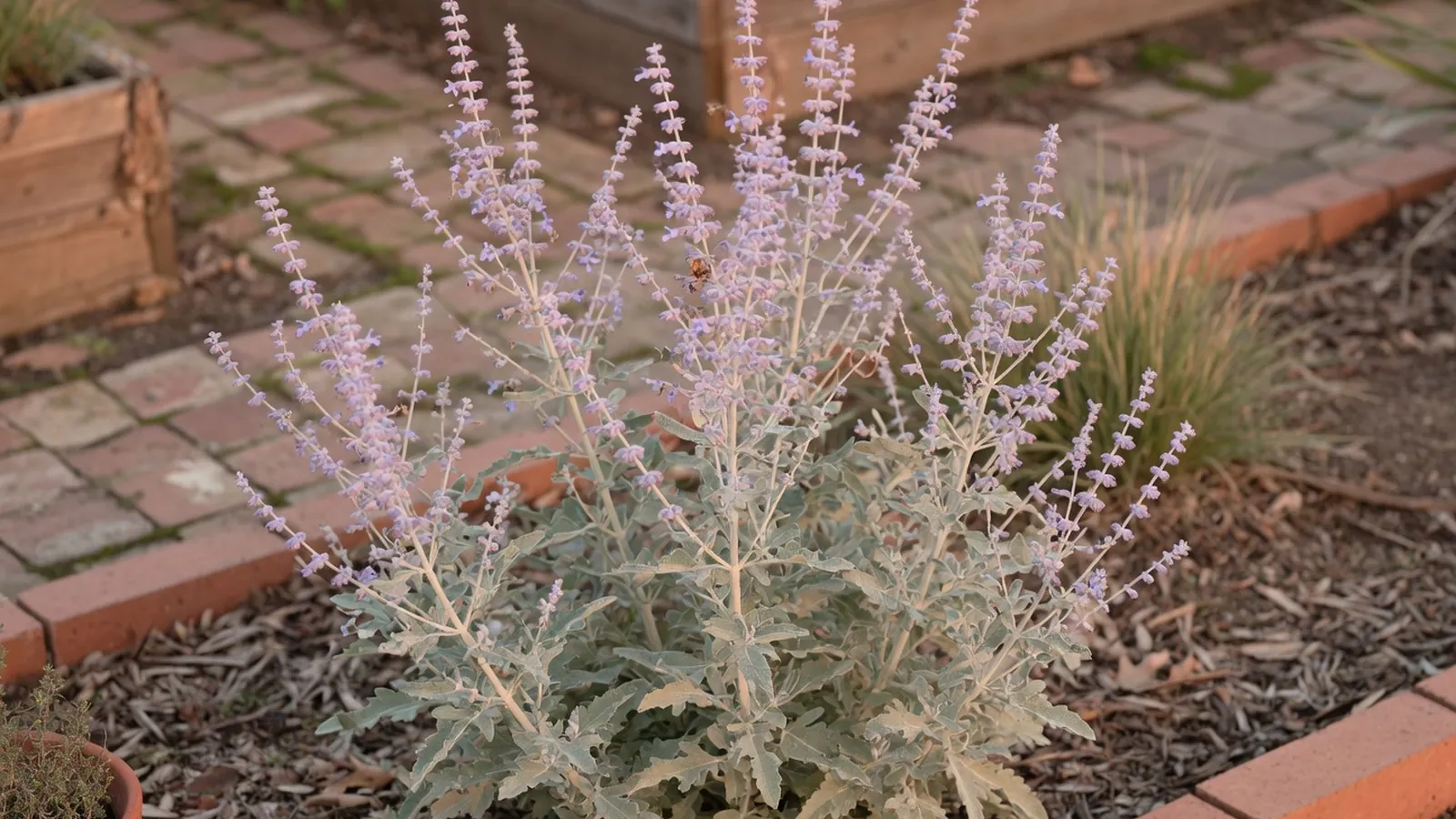 A mature Russian sage plant displaying its characteristic silvery foliage and tall spikes of pale violet tubular flowers in a sunny garden bed.