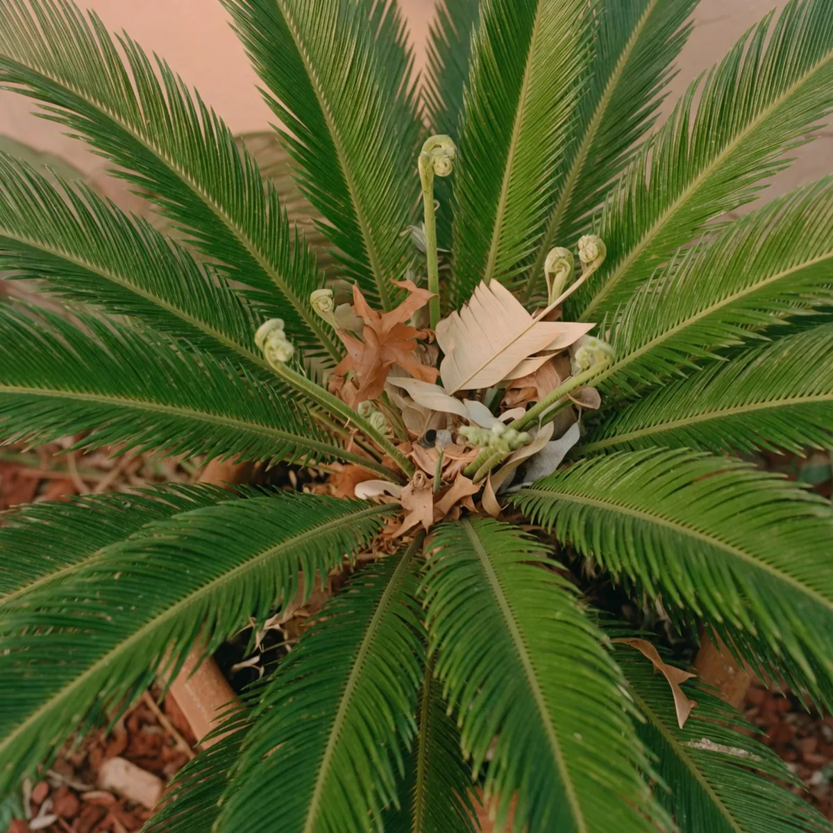 A close-up of glossy sago palm fronds with dry debris caught in the central rosette.