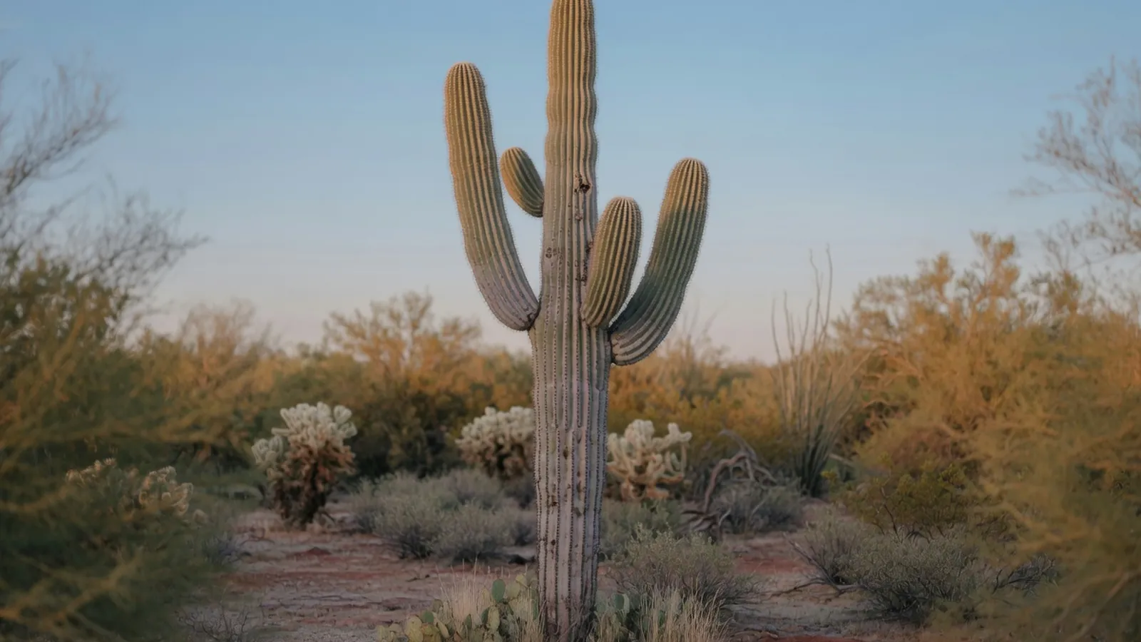 A tall, mature saguaro cactus rising against a clear blue sky in the Sonoran Desert.
