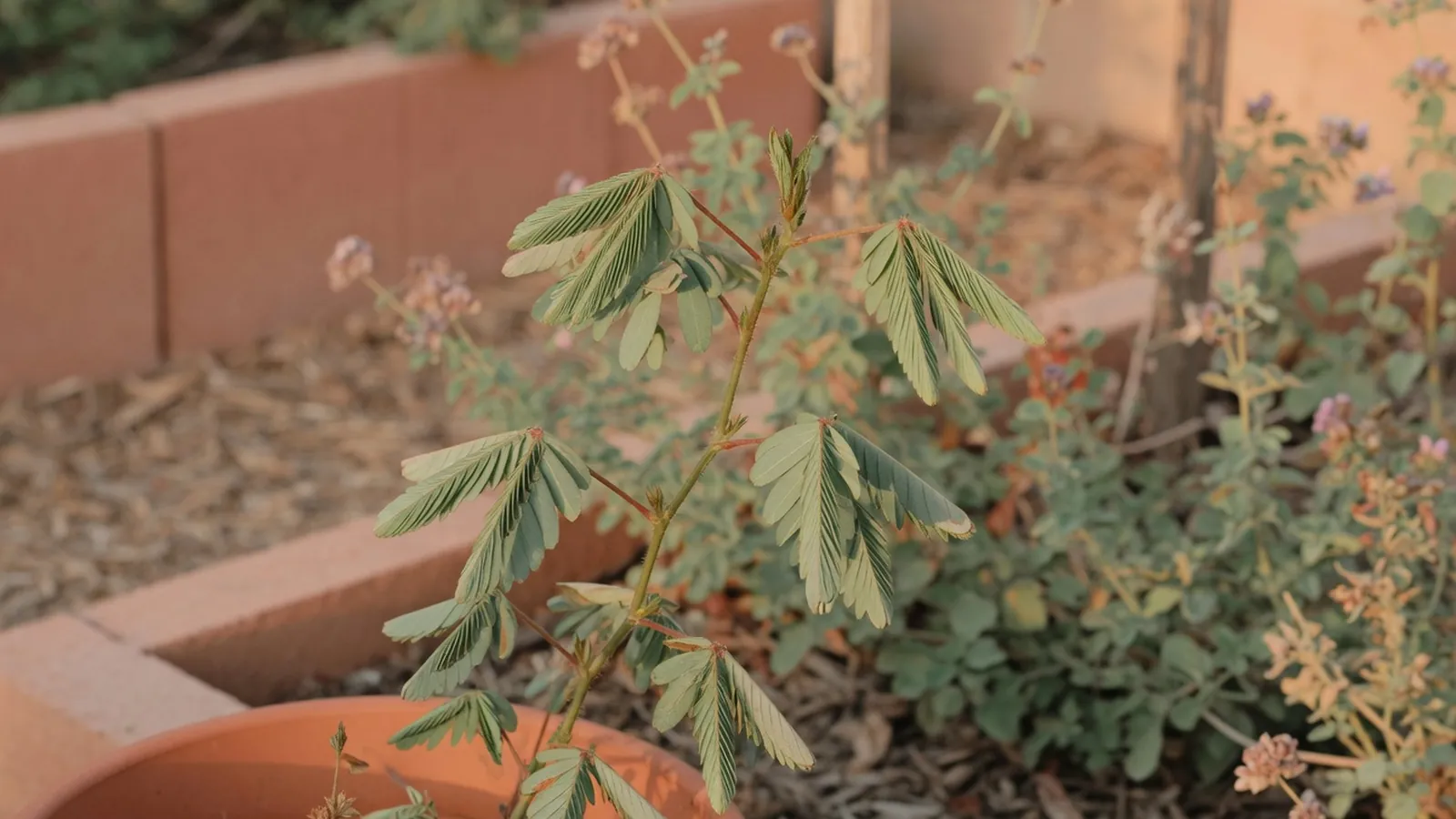 Delicate green leaves of a sensitive plant folding inward against a soft garden background.
