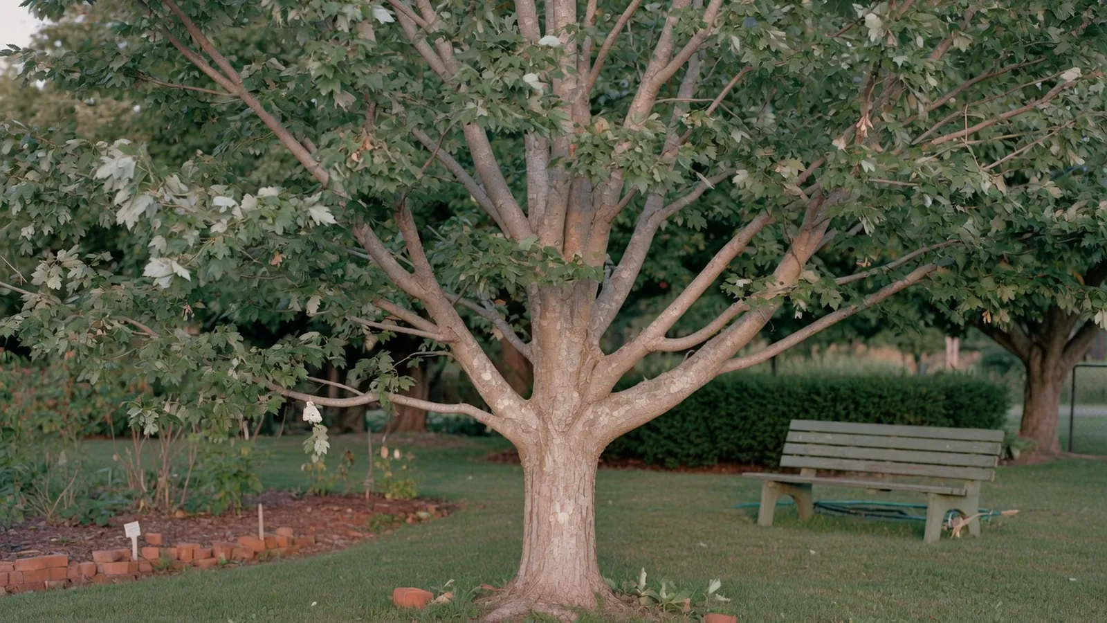 A full silver maple tree standing in a park setting with silvery-gray bark and lush green foliage.