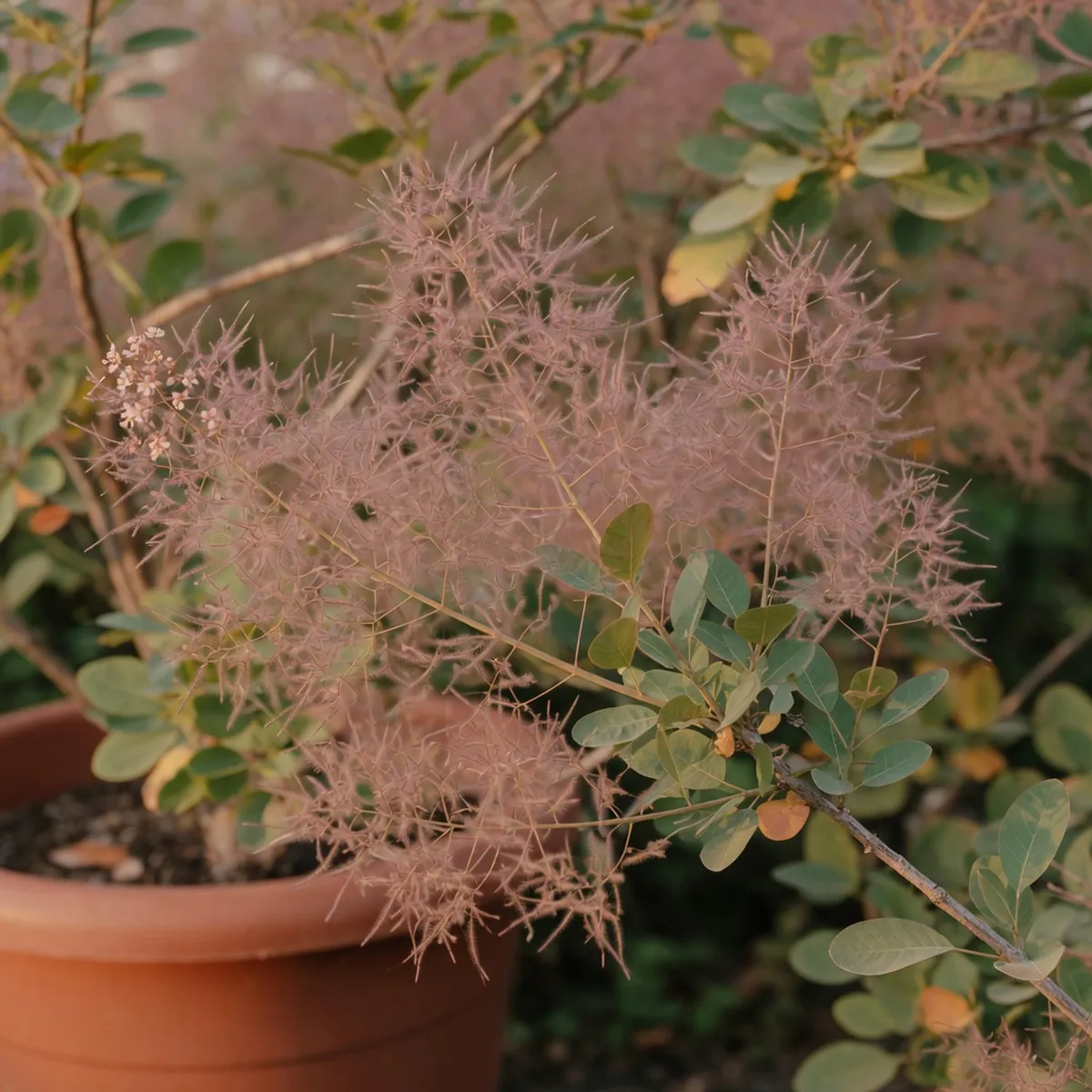 A close-up of a smoke tree's branched flower clusters creating a hazy, smoke-like effect against green leaves.