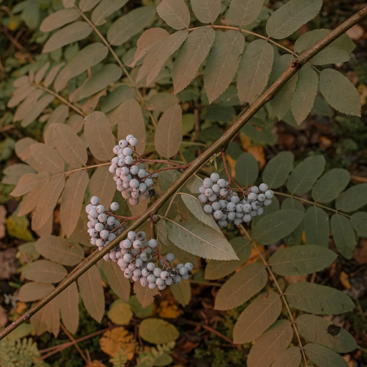 A cluster of whitish gray berries hanging from a smooth branch with broad pinnately compound leaves.