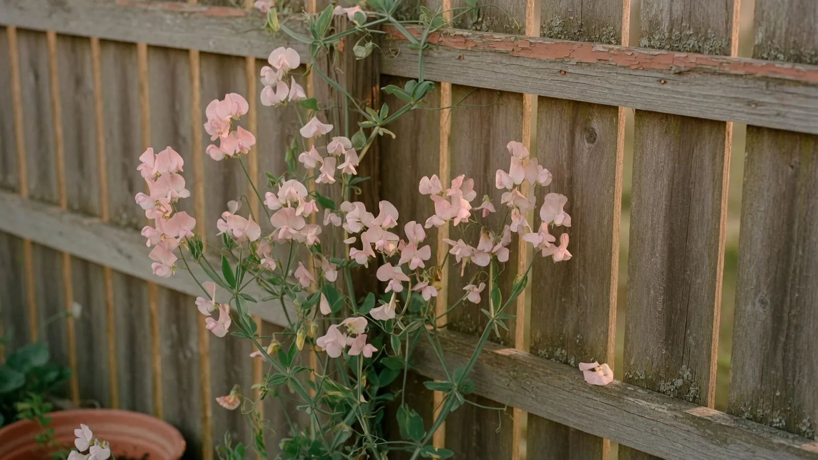 A close-up view of fragrant sweet pea blossoms in soft pink and white hues against a blurred garden background.