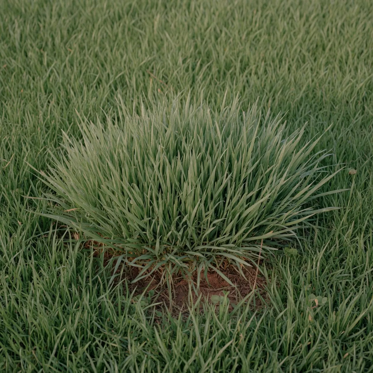 Lush green lawn grass blades maintained at an ideal height to deter weeds.