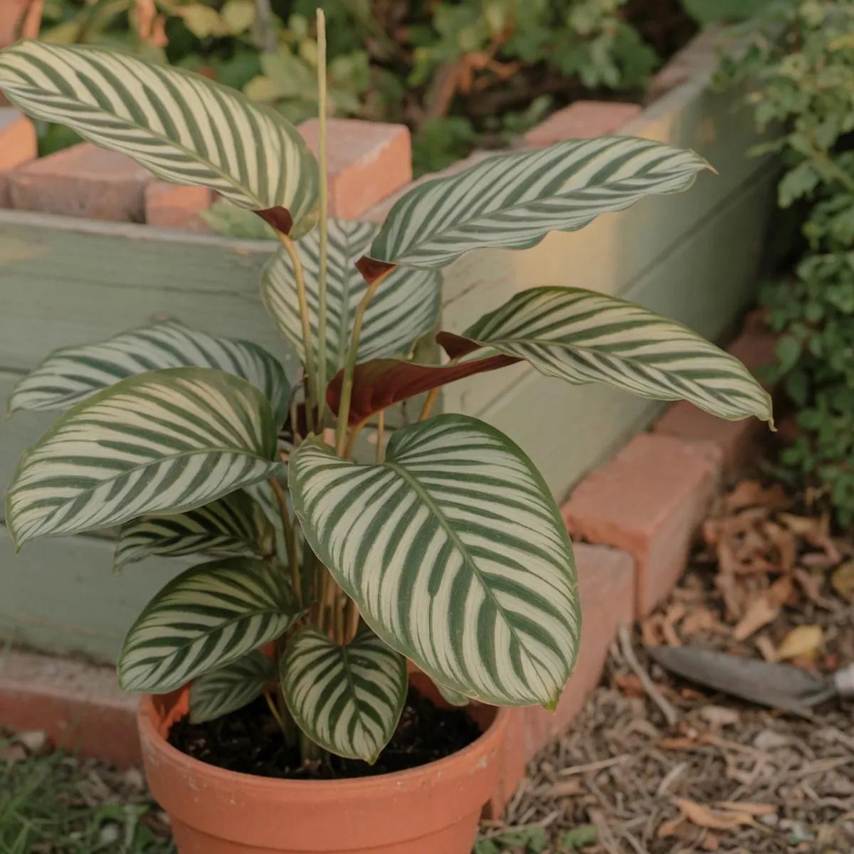 A Calathea zebrina plant showcases its distinctive green-and-cream striped velvety foliage on upright stems.