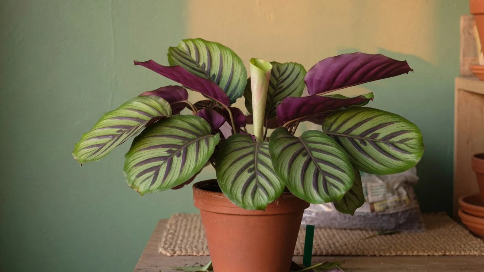 A lush calathea plant displays bright green leaves with violet undersides and vividly contrasting veins.