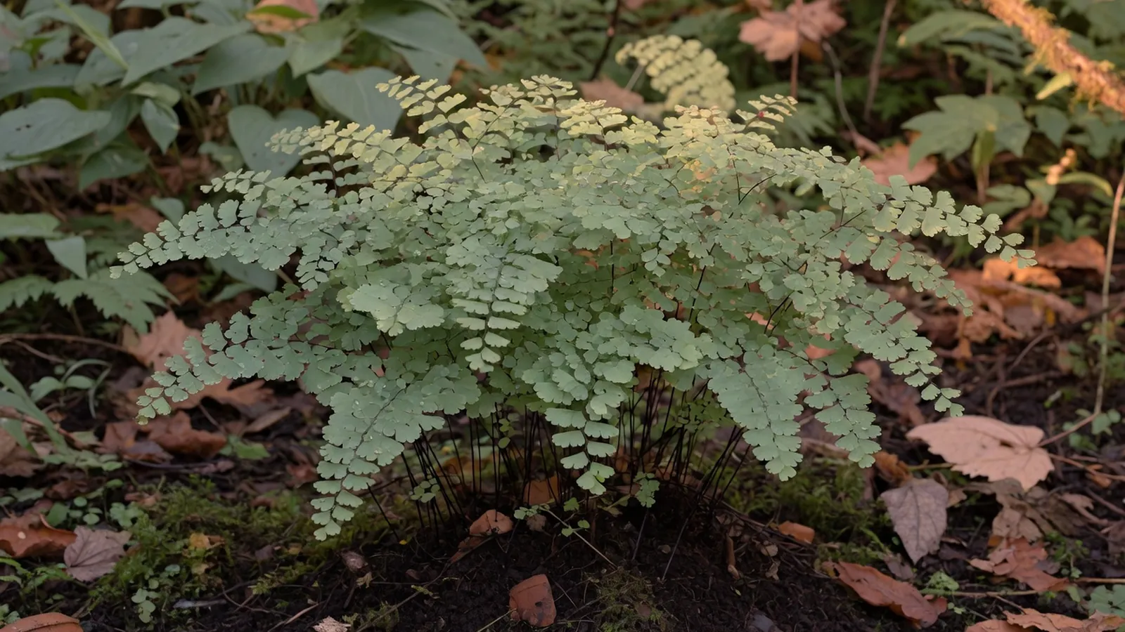 Delicate maidenhair fern fronds unfurling in a shaded, damp woodland setting.
