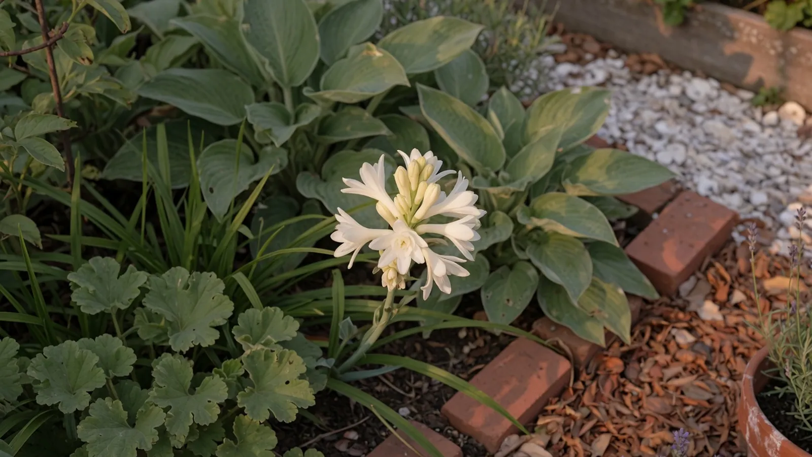 A pristine white tuberose bloom nestled among vibrant green foliage in a sunlit garden bed.