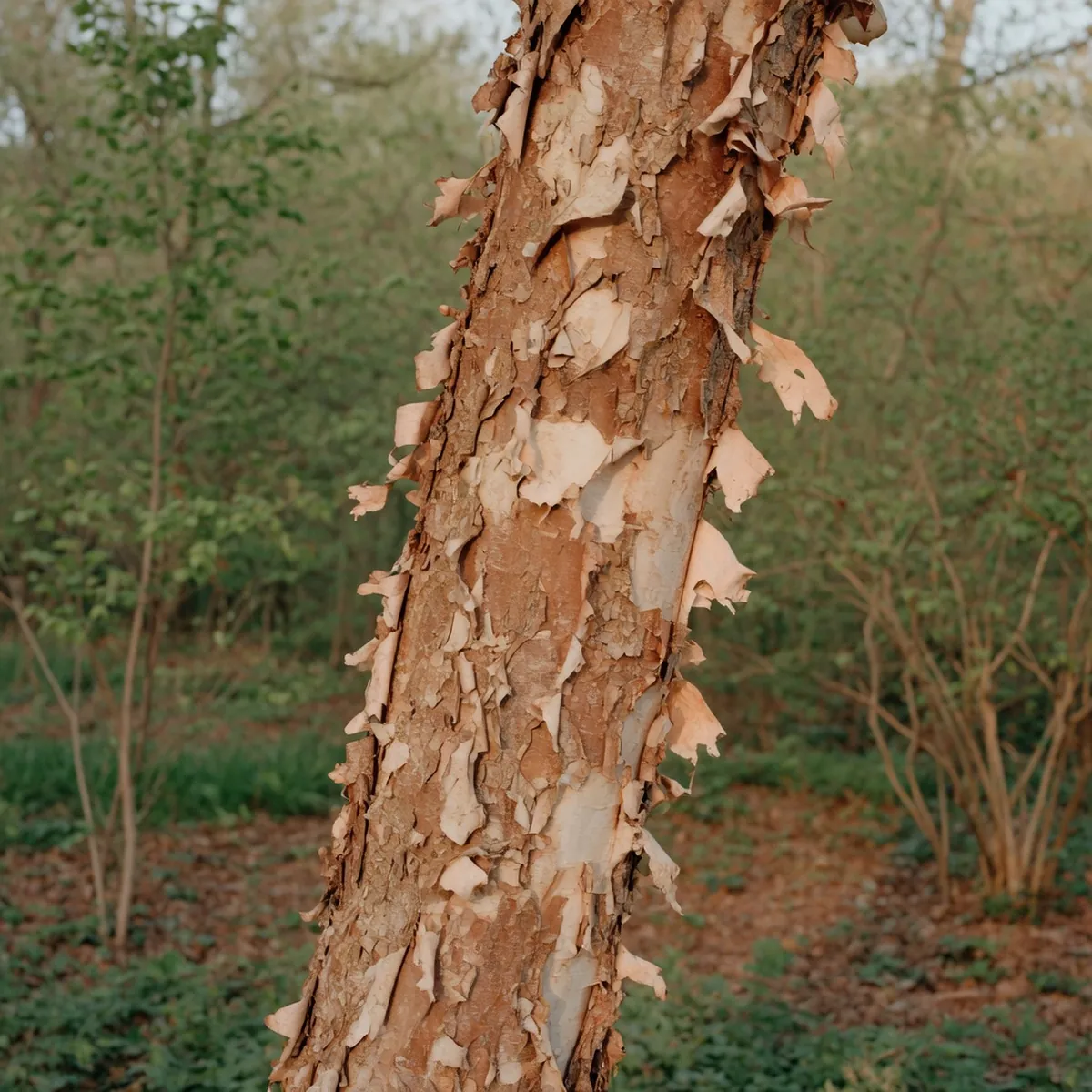 A mature river birch trunk showing mottled brown and creamy white bark peeling in thin, curly sheets.