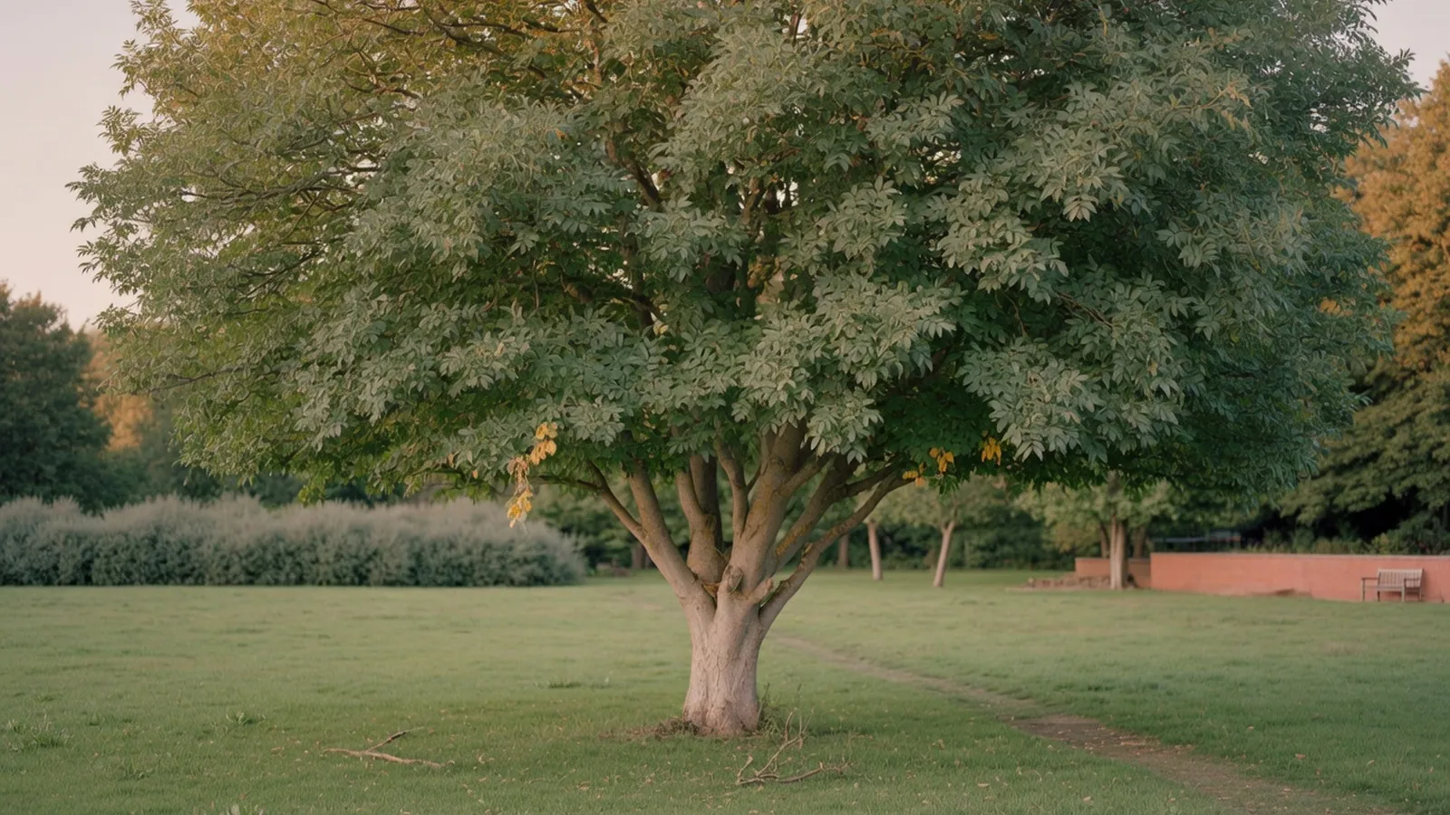 A mature ash tree with a full rounded canopy standing in a spacious park.