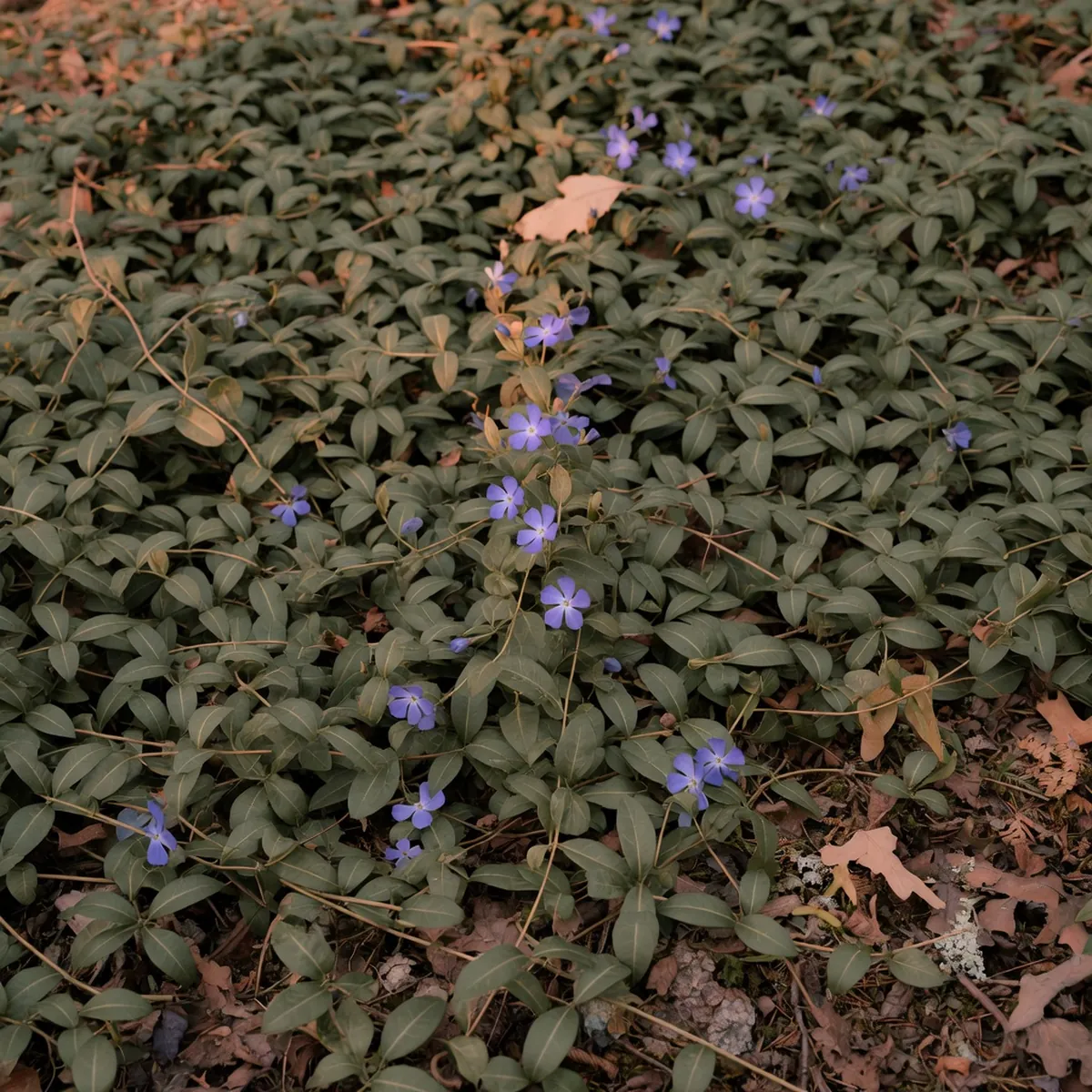 A sprawling mat of trailing vinca vines covering the forest floor with small purple-blue flowers.
