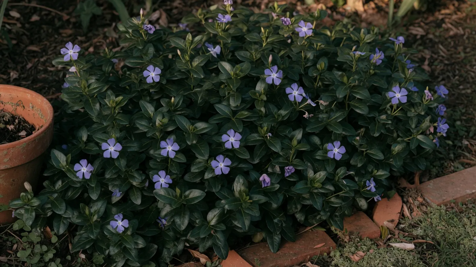 A close-up of glossy dark green vinca leaves and delicate purple-blue flowers growing in a garden bed.