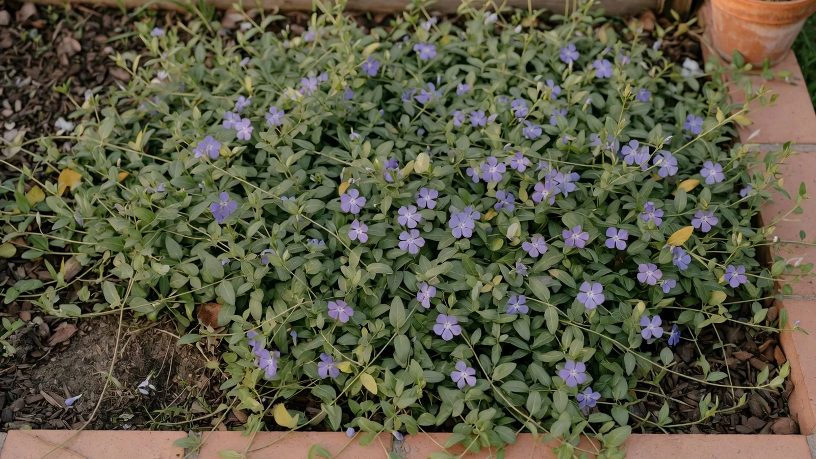A garden bed covered in sprawling vinca vine with slender stems and small violet flowers.