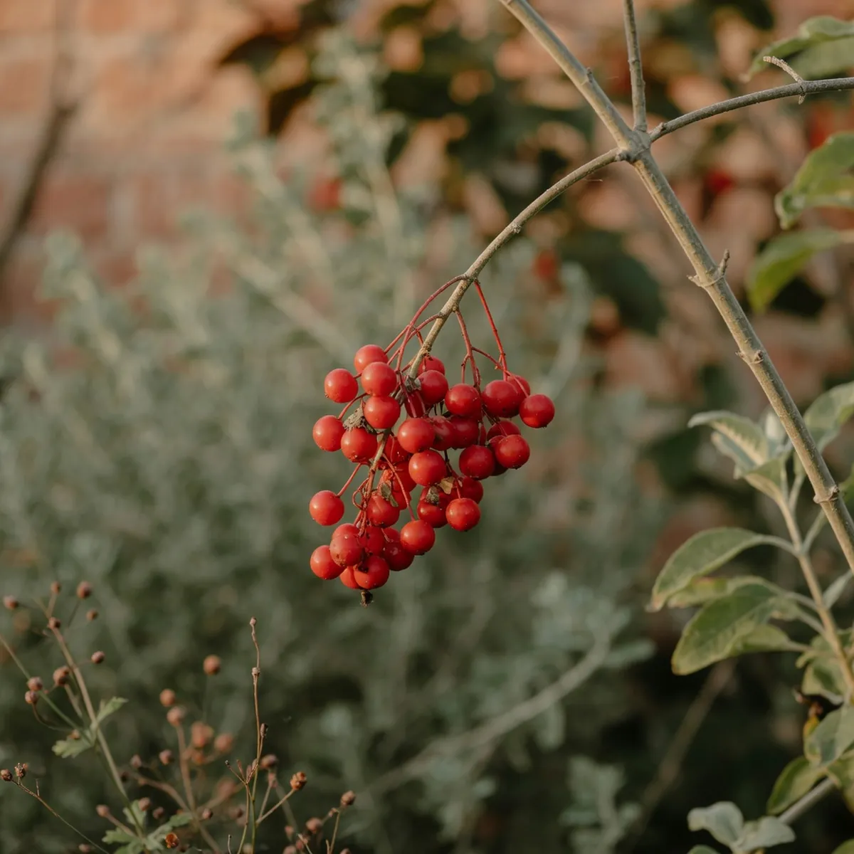A cluster of bright red drupes hanging from a slender branch against a backdrop of blurred green foliage.