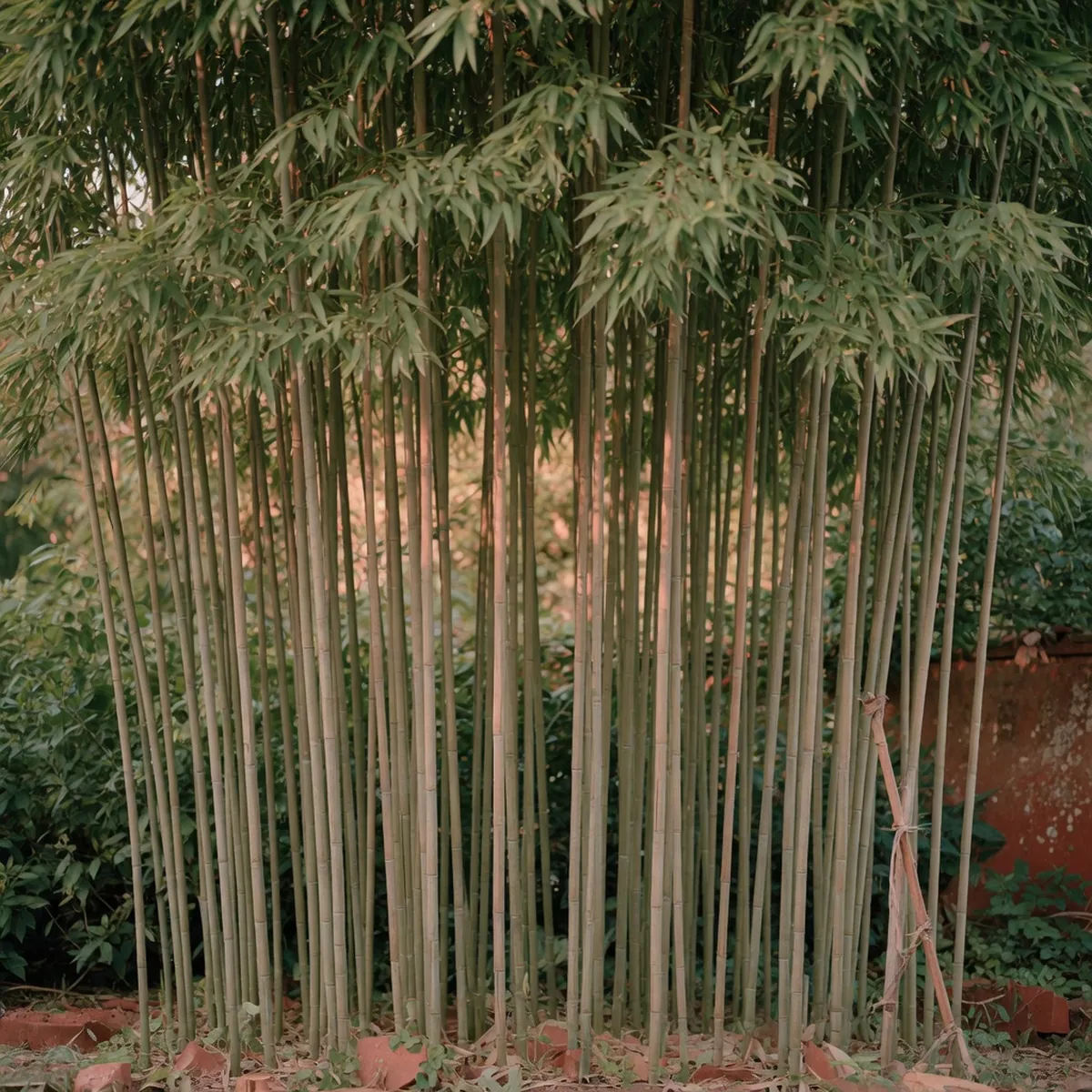 A dense cluster of tall, slender bamboo stalks with lush green leaves forming a natural screen.
