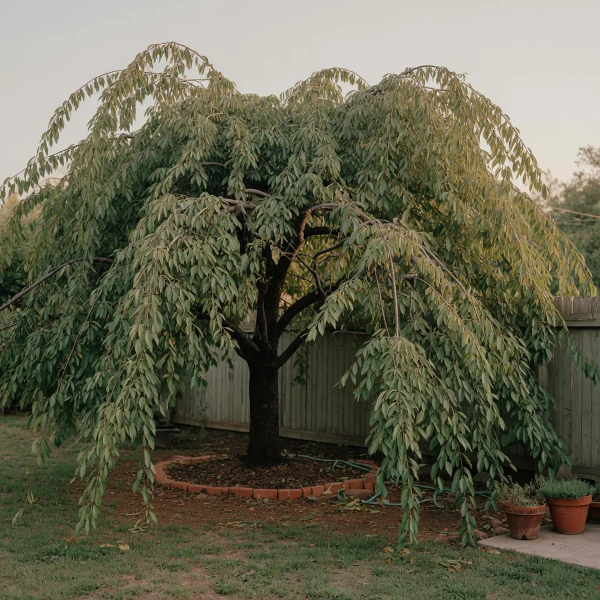 A mature weeping cherry tree with gracefully drooping branches and a full canopy of green leaves.