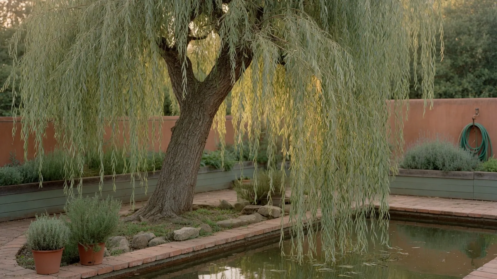 A mature weeping willow tree with long, drooping branches near a calm water feature.