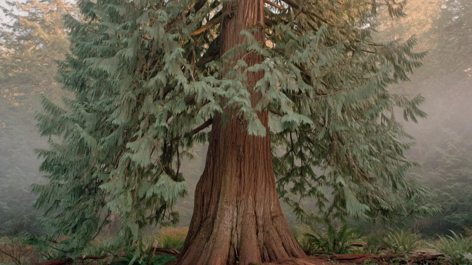 A tall evergreen tree with drooping branches and reddish-brown bark standing in a forest.