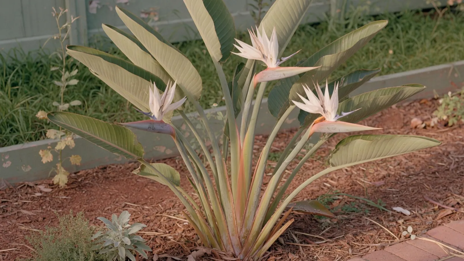 A mature white bird of paradise plant displaying its large, banana-shaped leaves in a garden setting.