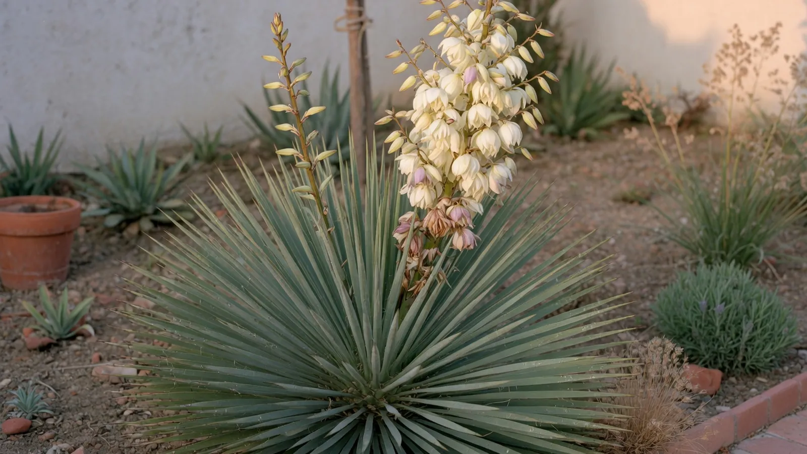 A mature yucca plant displaying its tough sword-like leaves and tall cluster of whitish blooms in a sunlit garden.