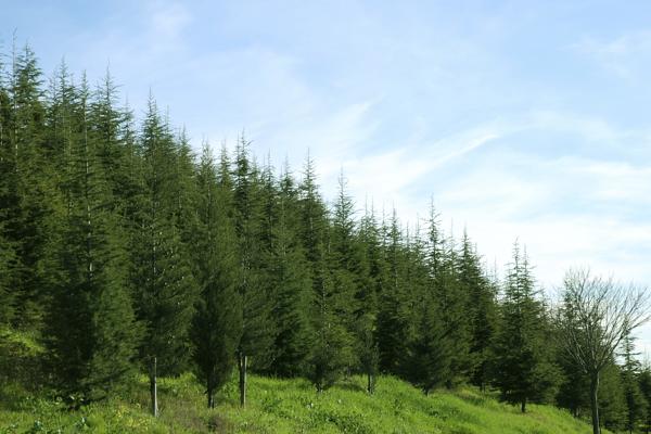 pine