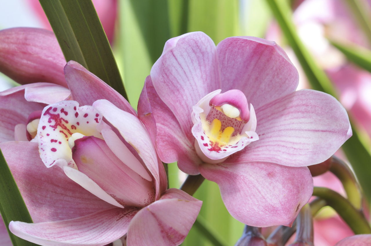 Pink Orchids