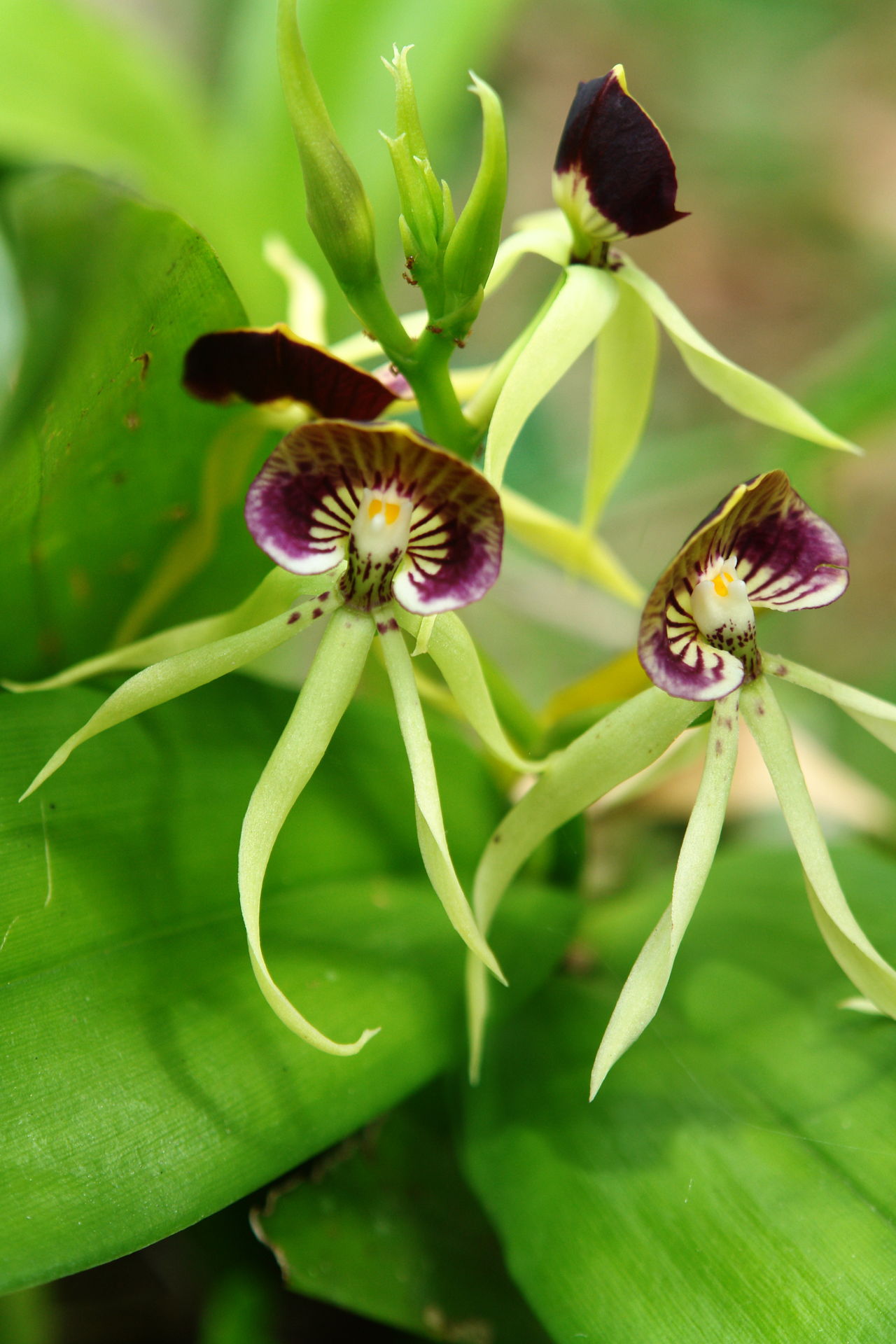 Black Orchids
