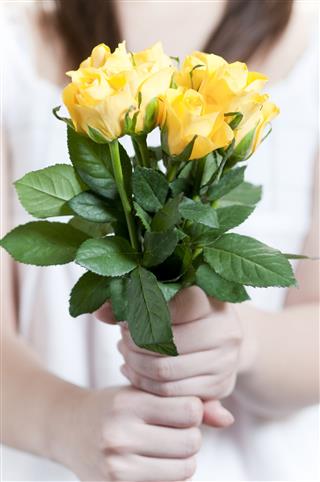 Yellow Rose