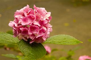 Rainy Day Hydrangea