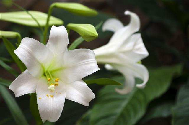 Easter Lilies