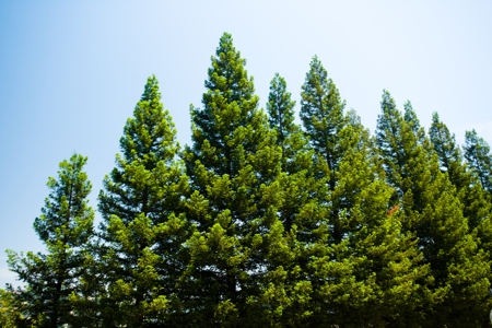 PINE TREE