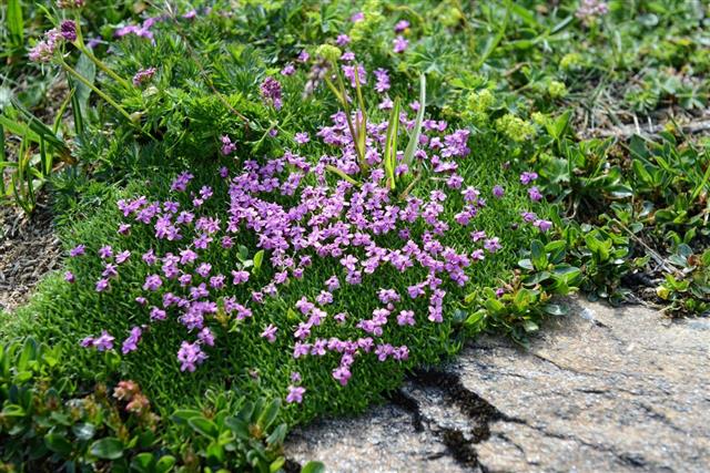Moss campion (Silene acaulis)