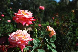 Pink Roses