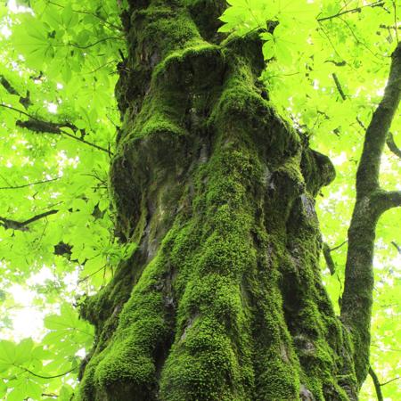 moss on tree trunk