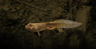 Tadpole Animal